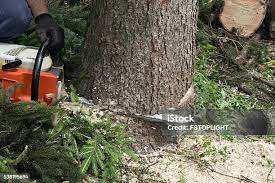 How Our Tree Care Process Works  in  Shamrock, TX