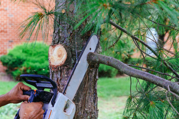 Trusted Shamrock, TX Tree Removal Experts
